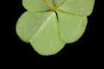 Mountain woodsorrel